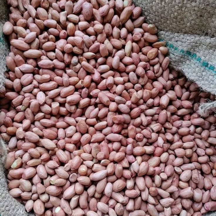 High-quality groundnuts for export