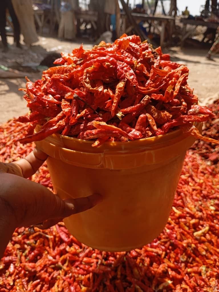 Fresh chili pepper for export