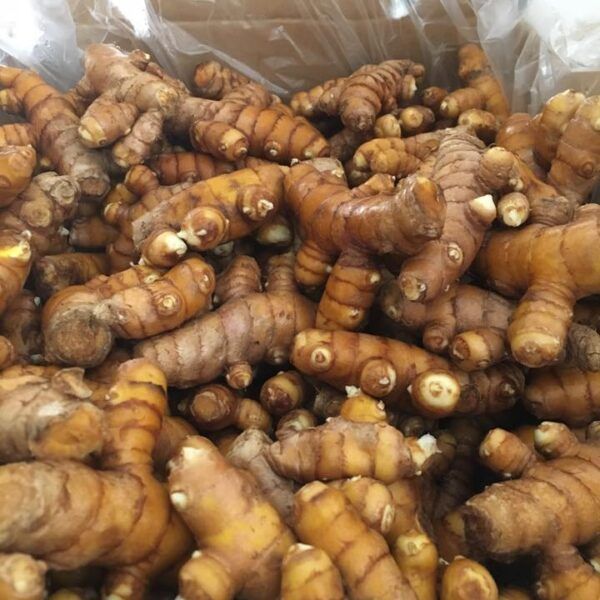 Golden turmeric for culinary use